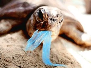 turtle eating plastic bags1 300x225